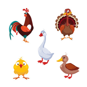 Poultry Domestic Birds, Vector Illustration Set