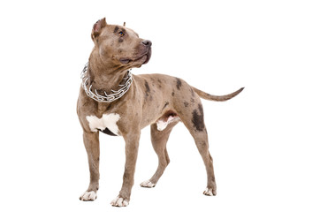 Dog breed pit bull standing isolated on white background