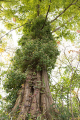 メタセコイアの巨木に寄生するツタ植物