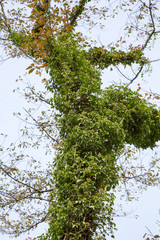 桜の木に寄生するツタ植物