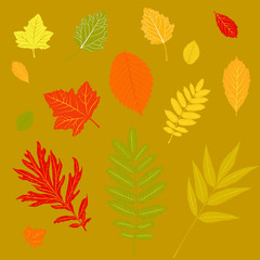 Fototapeta na wymiar Set of autumn leaves