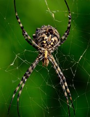 Great argiope spider in foreground