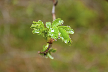 new leaves in morning dew