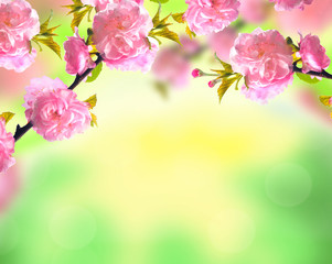 Pink sakura blossom, bright spring nature flowers background