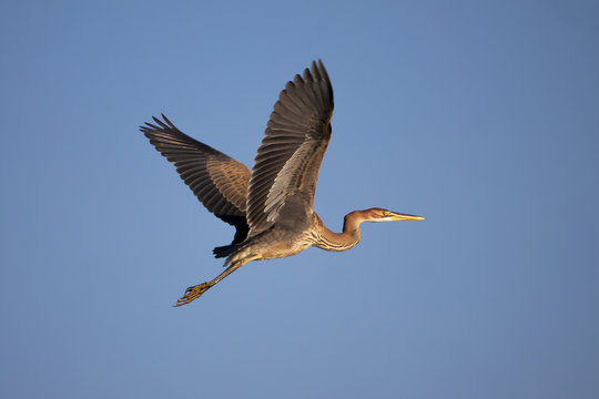 Purple Heron In Flight Over Blue Sky