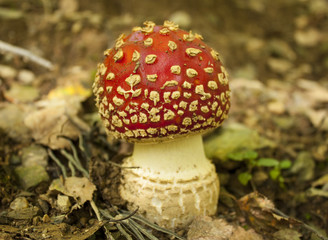 Fly Agaric Mushroom