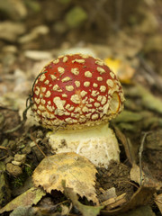 Fly Agaric Mushroom