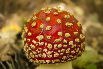 Fly Agaric Mushroom
