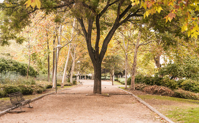 Beautiful autumn in Madrid.