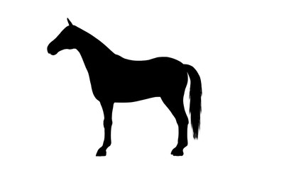 Horse silhouette