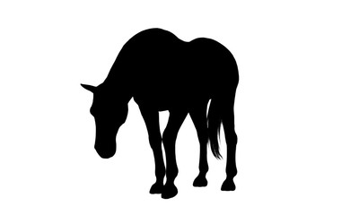 Horse silhouette