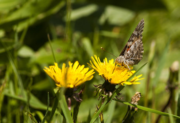 Butterfly in flower