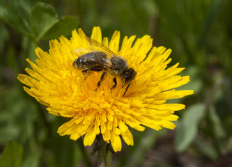 Bee in flower