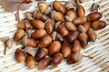 どんぐり／山形県鶴岡市の森林で拾ったどんぐりを撮影した秋イメージの写真です。