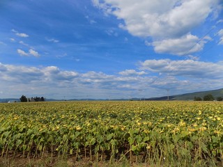Fototapeta na wymiar Sunflower field, hill and sky