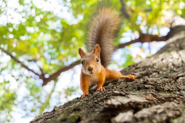 Tuinposter eekhoorn in de boom © alexbush