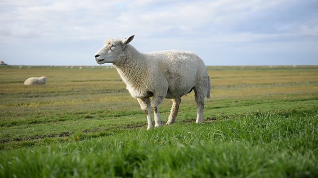 Aufmerksames Schaf