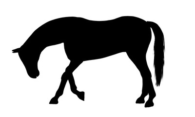 Horse silhouette