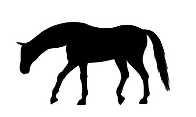 Horse silhouette