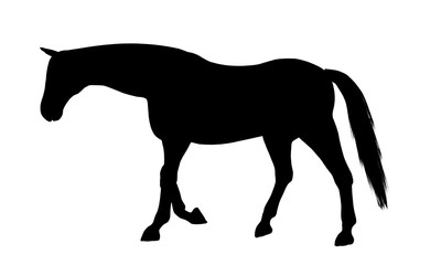 Horse silhouette