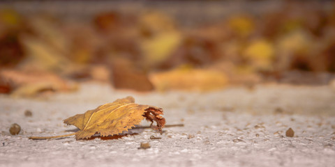 Dry autumn leaf with blured background and copy space for text