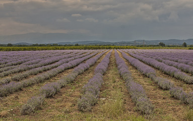 Fototapeta na wymiar Landscape in Provence, France