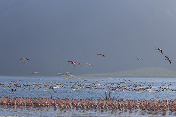 Flamingo flock: Greater and Lesser Flamingos at East African lake