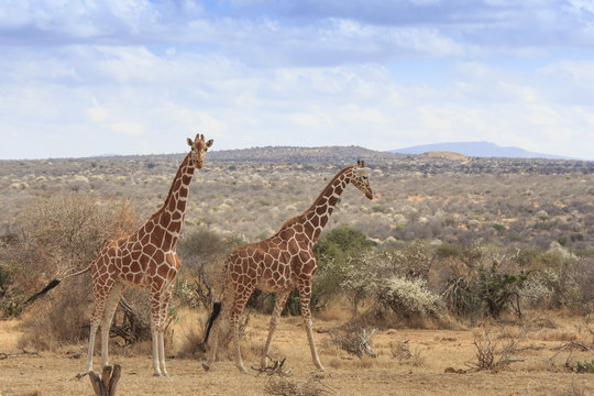 Two Wild Giraffes