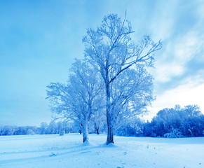Winter landscape. Cold winter evening