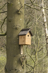 Nesting box fixed to a deciduous tree trunk in a wooded area in NW England, amid bare trees in early spring. The box has a small circular entrance suitable for a blue tit or similar small bird.