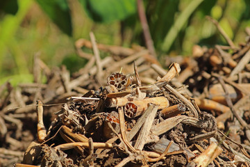 蓮根を掘りあげた後の切落しレンコン