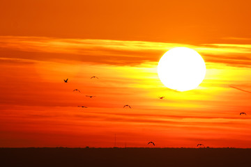 Sunset and birds