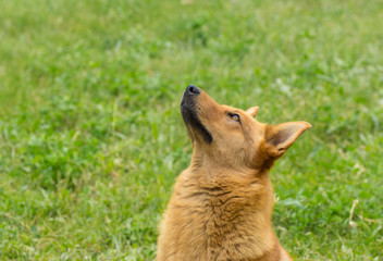 Portrait of cute mixed breed dog looking up and waiting for food from heavens