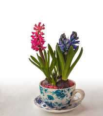 Hyacinths in a pots with a vintage pattern