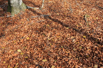 枯葉の絨毯
