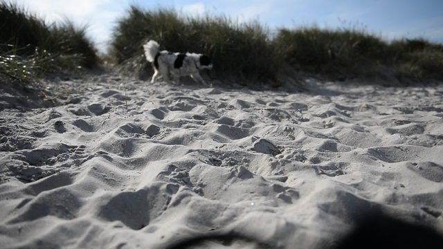 Sand und Hund bei Heidkate
