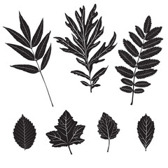 Vector silhouette leaves