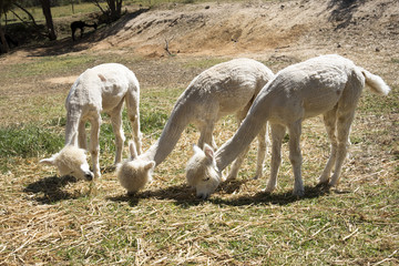Obraz na płótnie Canvas Young Alpacas that have been shorn grazing in the western Cape South Africa