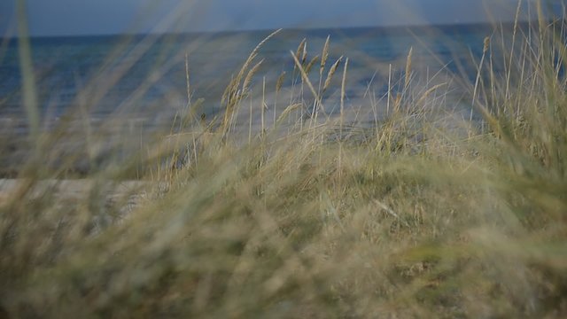 Gr&auml;ser am Meer