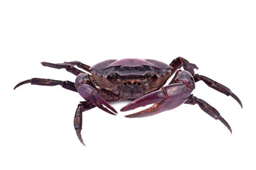 field crab fresh on white background