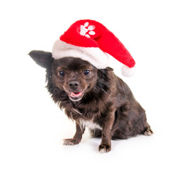 Chihuahua mit Nikolausmütze
