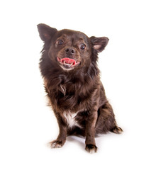 Schwarzer Chihuahua