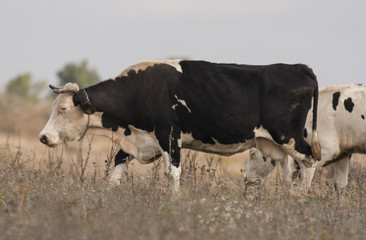 Cow