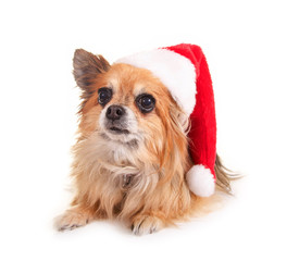 Liegender Chihuahua mit Nikolausmütze