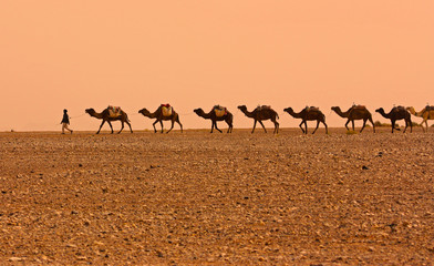 Camel Caravan in Sahara desert