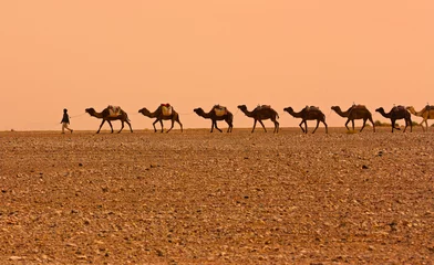 Crédence de cuisine en verre imprimé Chameau Camel Caravan in Sahara desert