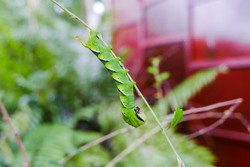 Green caterpillar
