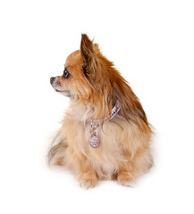 Chihuahua sitzend und seitlich