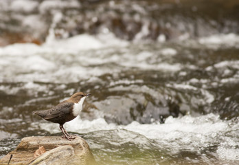 Dipper bird