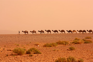 Fototapeta na wymiar Camel Caravan in Sahara Desert